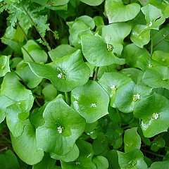 claytonia perfoliata